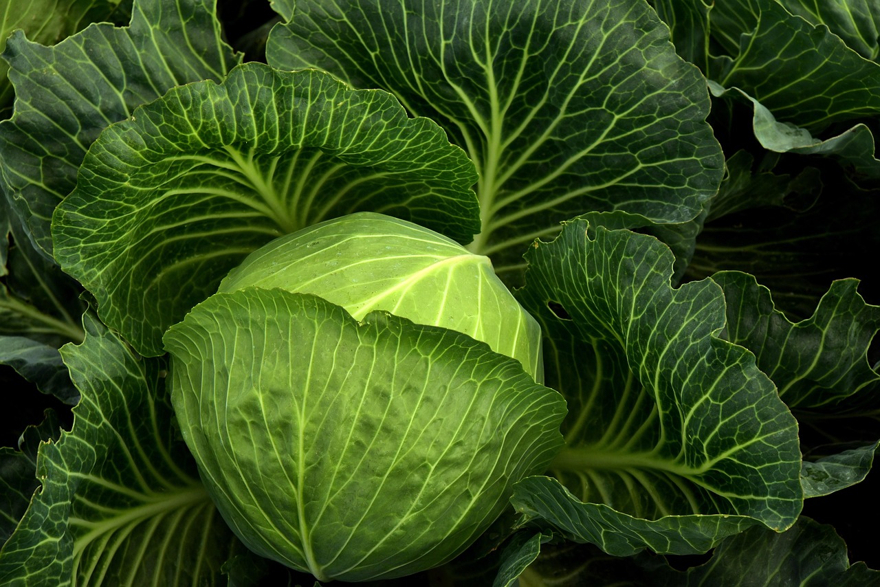 découvrez les risques associés à la soupe au chou, ses effets sur la santé et des conseils pour la consommer en toute sécurité. informez-vous sur les effets secondaires potentiels et les précautions à prendre pour profiter des bienfaits de ce plat populaire.