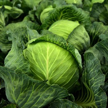 découvrez les risques potentiels liés à la consommation de soupe au chou. informez-vous sur les effets secondaires, les allergies possibles et les précautions à prendre pour profiter pleinement de ce plat nutritif sans compromettre votre santé.