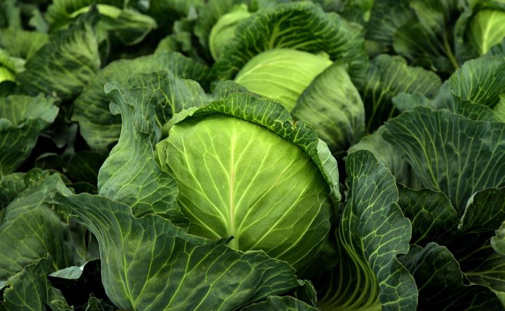 découvrez les risques potentiels liés à la consommation de soupe au chou. informez-vous sur les effets secondaires, les allergies possibles et les précautions à prendre pour profiter pleinement de ce plat nutritif sans compromettre votre santé.