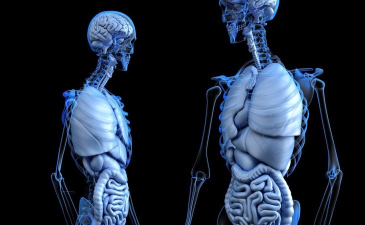 découvrez le processus complexe de la digestion et son importance pour la santé. apprenez comment notre corps transforme les aliments en nutriments essentiels et explorez des conseils pour améliorer votre digestion.