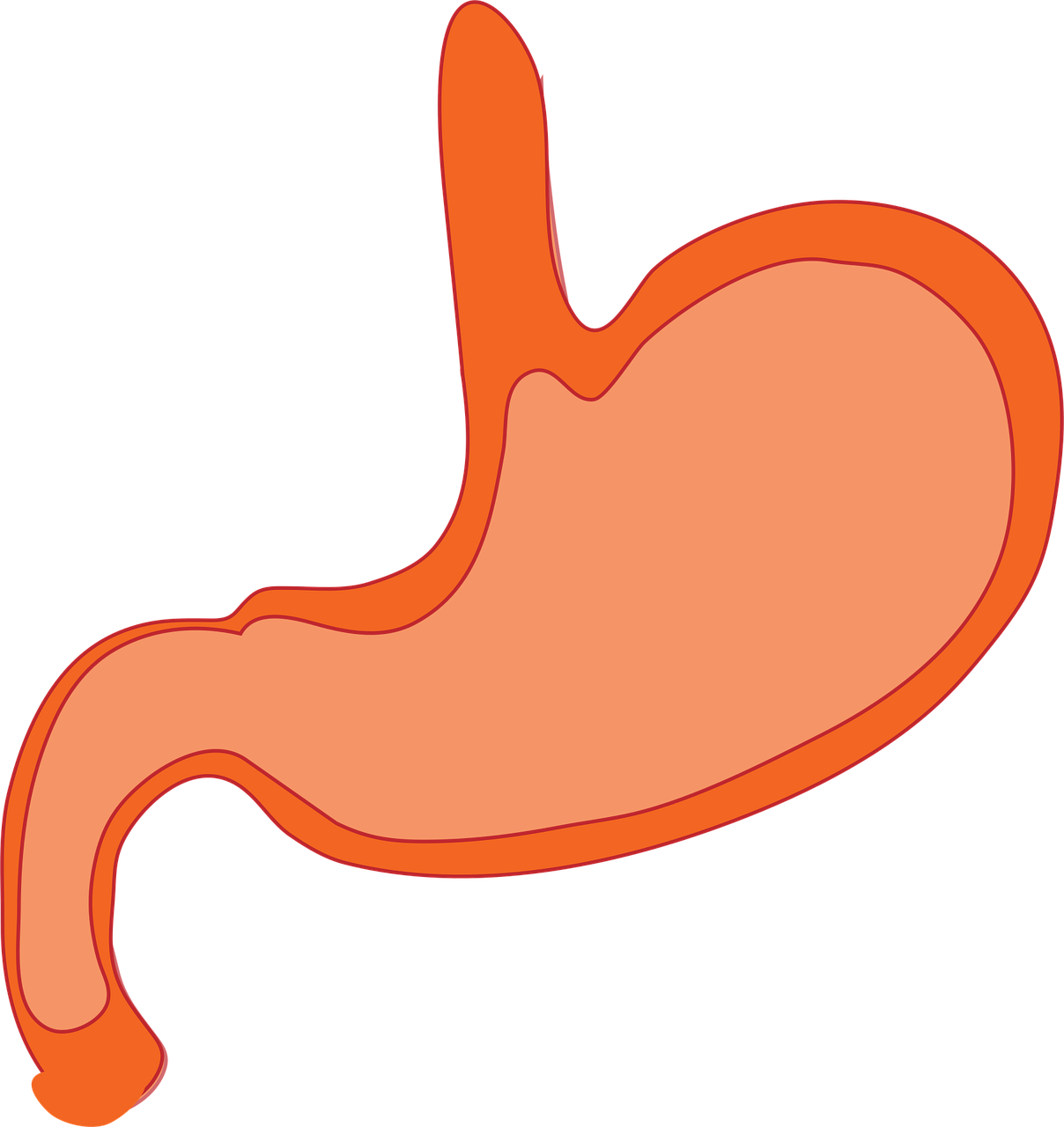 découvrez comment fonctionne la digestion, ses étapes essentielles et son impact sur la santé. apprenez à améliorer votre digestion pour un bien-être optimal.