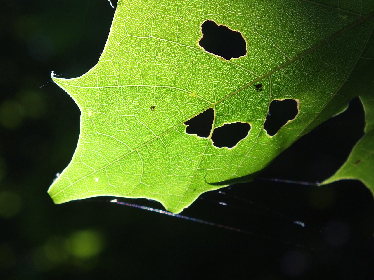 découvrez ce qu'est le métabolisme, son rôle essentiel dans le bon fonctionnement de votre corps, et des conseils pour l'améliorer naturellement au quotidien.