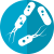 Comment le microbiote influence-t-il la perte de poids ?