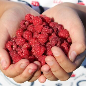 découvrez les bienfaits du konjac pour la santé, un ingrédient naturel riche en fibres qui favorise la digestion, aide à la perte de poids et régule le taux de sucre dans le sang.