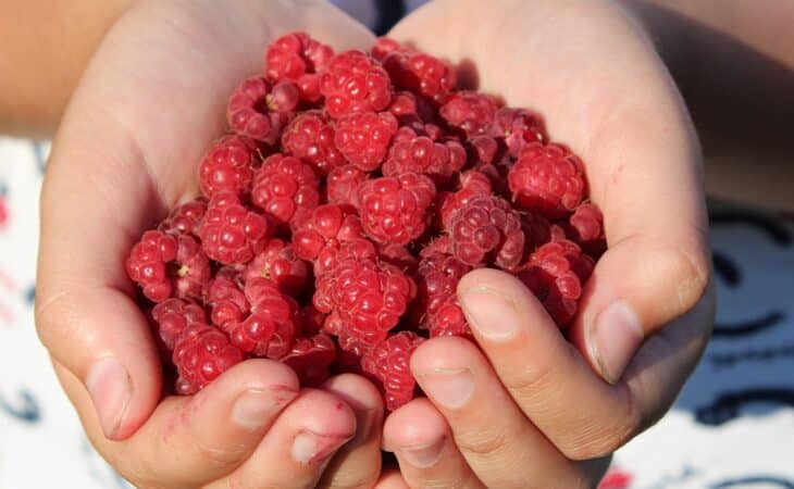 découvrez les bienfaits du konjac pour la santé, un ingrédient naturel riche en fibres qui favorise la digestion, aide à la perte de poids et régule le taux de sucre dans le sang.