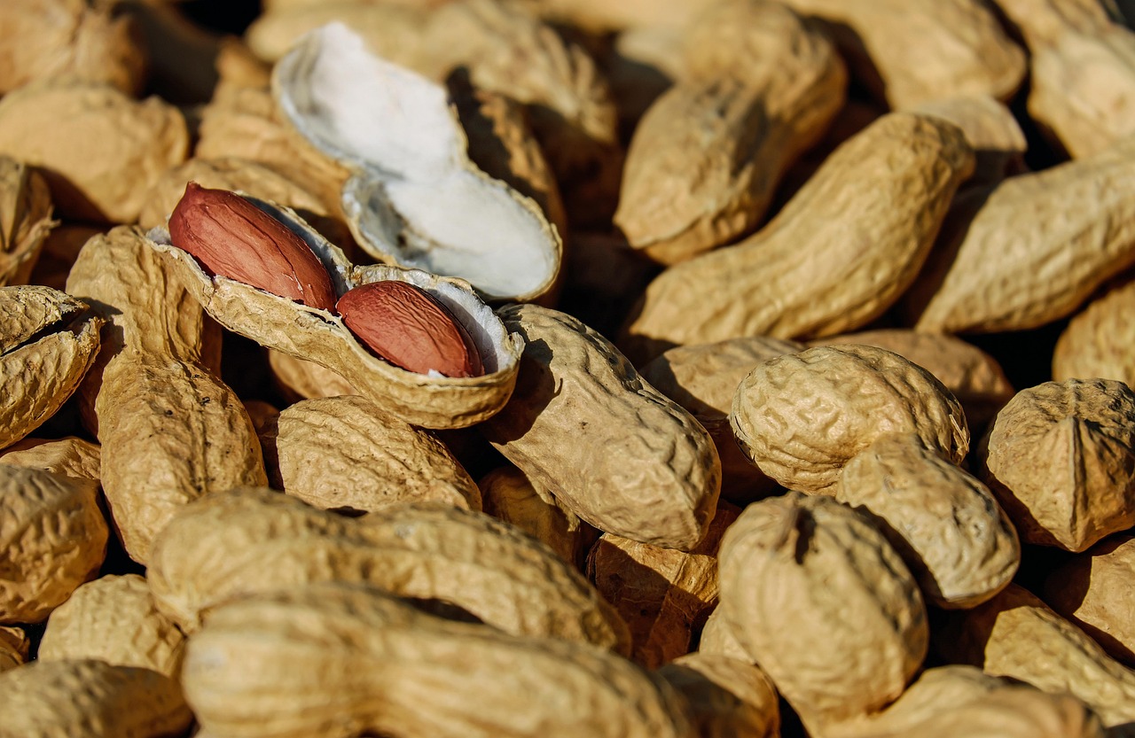 découvrez les protéines végétales complètes, sources essentielles d'acides aminés pour une alimentation saine et équilibrée.