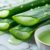 Aloe vera : solution naturelle contre les démangeaisons anales